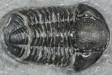 Detailed Gerastos Trilobite Fossil - Morocco #363952-2